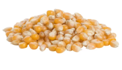Heartland Yellow Popcorn 25 lb bulk bag showing brand packaging and whole kernels