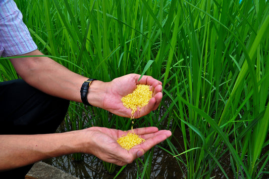 25-pound bulk bag of Ralston Family Farms Golden Rice with vibrant golden grains